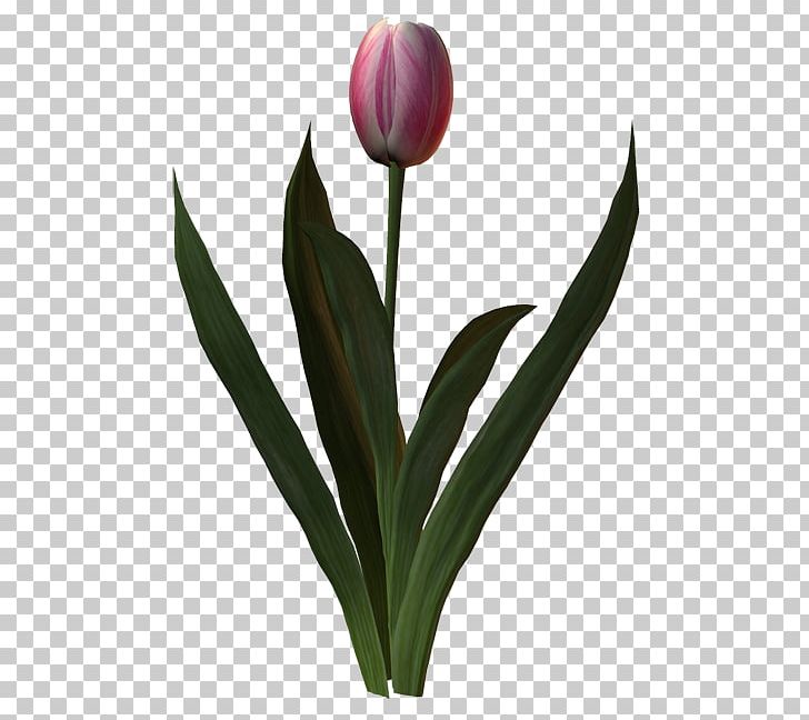 Tulip Cut Flowers Petal Plant Stem PNG, Clipart, April, Blog, Bud, Cut Flowers, February Free PNG Download