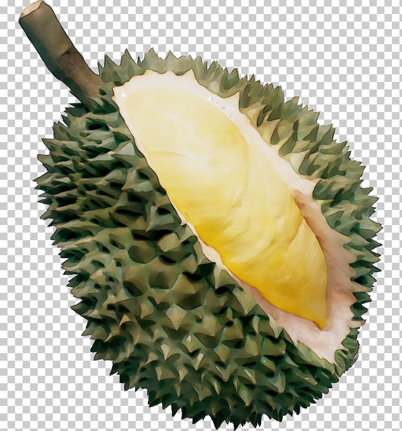 Durian Fruit Plant Food Artocarpus PNG, Clipart, Artocarpus, Cempedak, Durian, Food, Fruit Free PNG Download