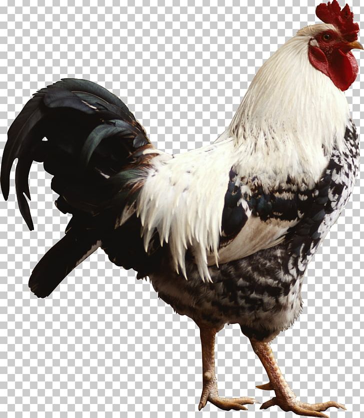 Chicken Rooster Desktop Hen High-definition Television PNG, Clipart, 1080p, Animals, Beak, Bird, Bun Free PNG Download