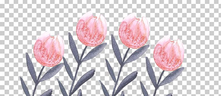 Flowering Plant Tulip Cut Flowers Floristry PNG, Clipart, Blossom, Cut Flowers, Family, Floral Design, Floristry Free PNG Download