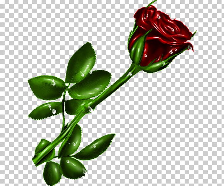 Garden Roses Cut Flowers PNG, Clipart, Beach Rose, Bud, Computer Icons, Cut Flowers, Flora Free PNG Download