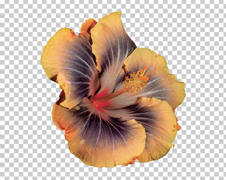 Hibiscus PNG, Clipart, Angelica Pickles, Flower, Flowering Plant, Hibiscus, Mallow Family Free PNG Download