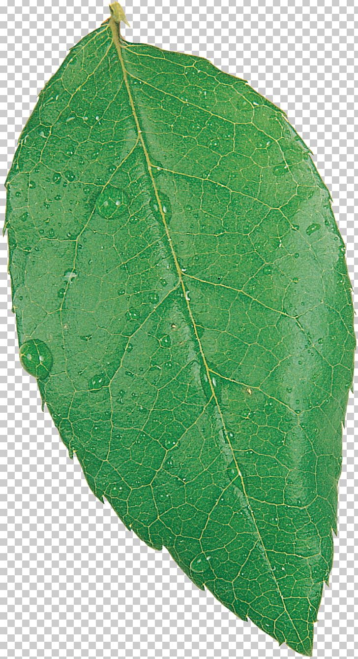 Plant Pathology Leaf PNG, Clipart, Food Drinks, Leaf, Leaves, Nature, Pathology Free PNG Download