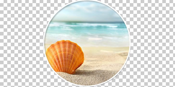 Seashell Desktop Sand Shell Beach PNG, Clipart, Animals, Beach, Coast, Cockle, Computer Free PNG Download