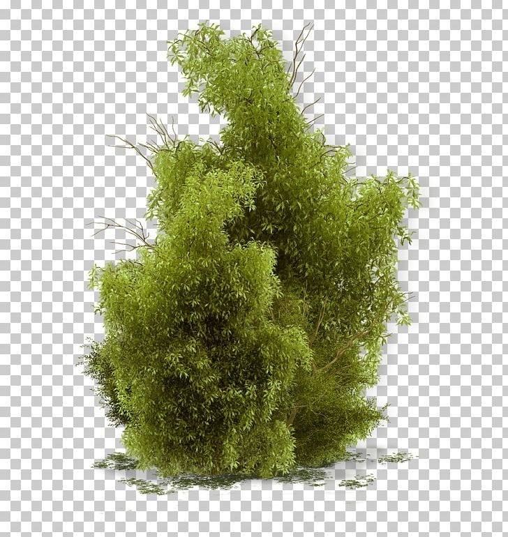 Shrub Tree Landscape PNG, Clipart, Abri De Jardin, Bush, Clip Art, Desktop Wallpaper, Evergreen Free PNG Download