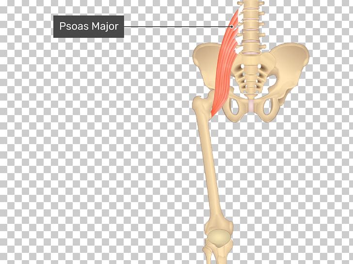 Adductor Longus Muscle Adductor Brevis Muscle Adductor Muscles Of The Hip Adductor Magnus Muscle Pectineus Muscle PNG, Clipart, Adductor Longus Muscle, Adductor Magnus Muscle, Adductor Muscles Of The Hip, Anatomy, Arm Free PNG Download