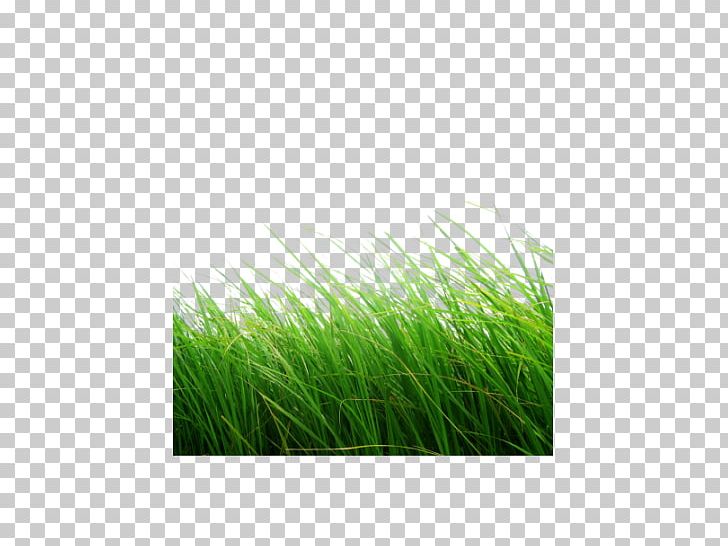 Lawn PNG, Clipart, Boot Image, Chrysopogon Zizanioides, Desktop Wallpaper, Download, Edit Free PNG Download