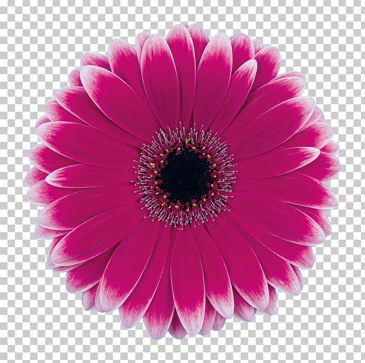 Transvaal Daisy Cut Flowers Rose Wholesale PNG, Clipart, Color, Common Daisy, Cut Flowers, Daisy Family, Floristry Free PNG Download
