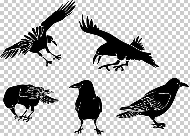 American Crow Drawing Cartoon PNG, Clipart, American Crow, Animals, Beak, Bird, Black And White Free PNG Download