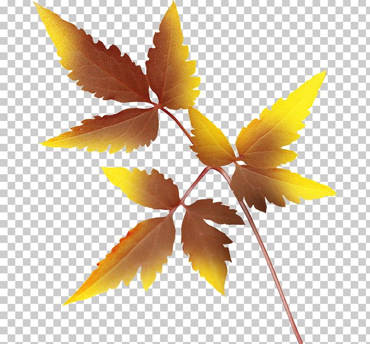 Leaf Autumn Leaves Painting PNG, Clipart, Autumn, Autumn Leaves, Green, Internet, Leaf Free PNG Download