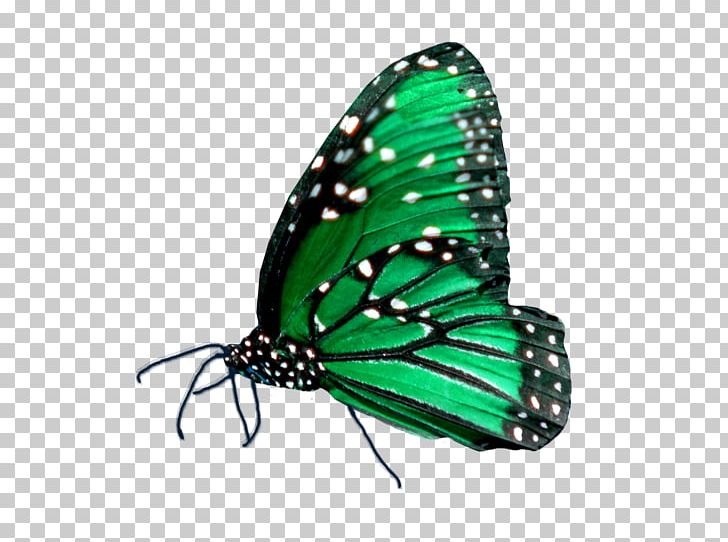 Monarch Butterfly Gossamer-winged Butterflies Pieridae Brush-footed Butterflies PNG, Clipart, Albom, Album, Arthropod, Brush Footed Butterfly, Butterflies And Moths Free PNG Download
