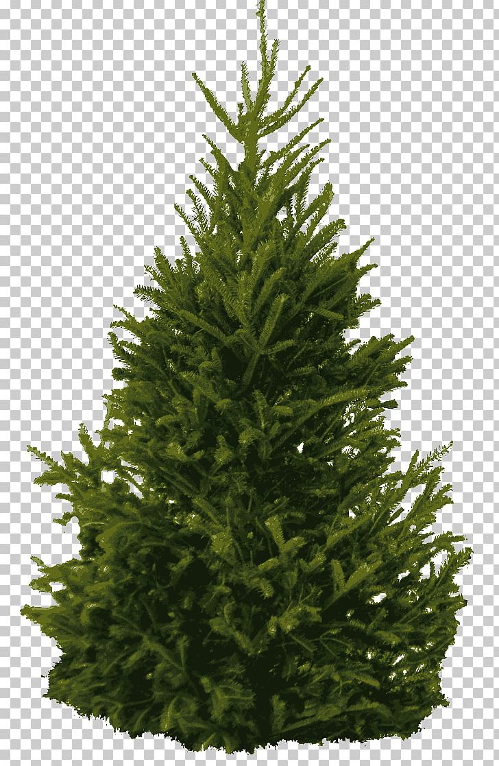Pine Tree PNG, Clipart, Balsam Fir, Biome, Christmas Decoration, Christmas Tree, Conifer Free PNG Download