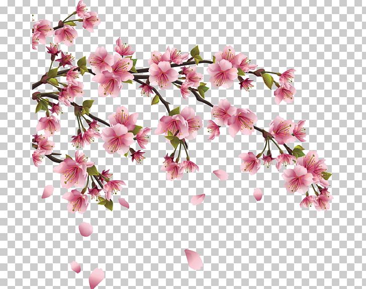 Cherry Blossom Graphics Japan PNG, Clipart, Azalea, Blossom, Branch, Cari, Cherry Free PNG Download