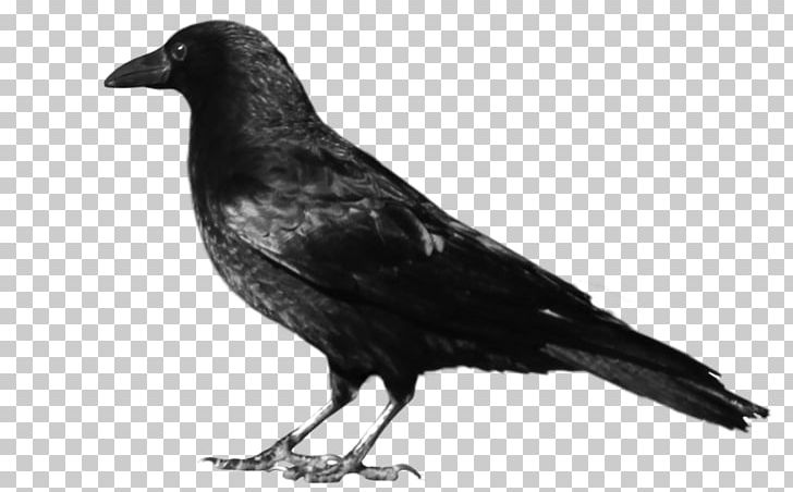 Crows PNG, Clipart, American Crow, Animals, Beak, Bird, Black And White Free PNG Download
