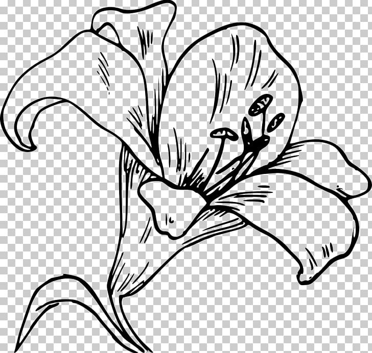 Easter Lily Tiger Lily Arum-lily PNG, Clipart, Arumlily, Beak, Black And White, Color, Drawing Free PNG Download