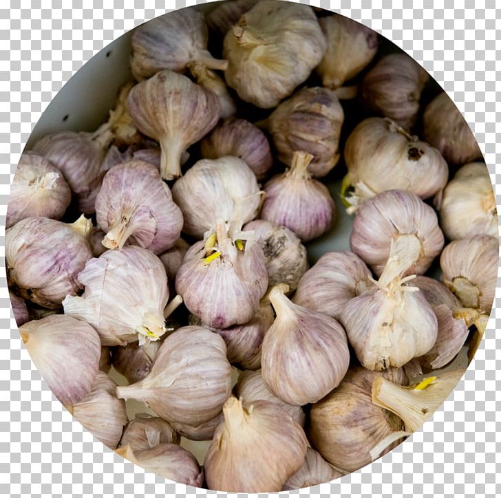 Elephant Garlic Kitchen Suppers Shallot PNG, Clipart, Bowl, Child, Dividers, Elephant Garlic, Food Free PNG Download