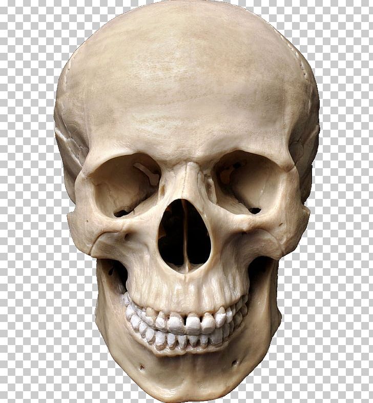 Human Skull Symbolism Stock Photography Anatomy PNG, Clipart, Anatomy, Bone, Fantasy, Head, Human Skeleton Free PNG Download