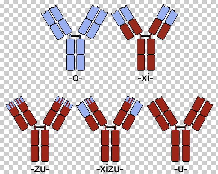Humanized Antibody Monoclonal Antibody Fusion Protein Chimera PNG, Clipart, Angle, Antibody, Antibodydrug Conjugate, Area, Chimera Free PNG Download