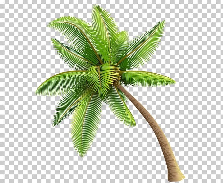Phoenix Canariensis Date Palm Arecaceae PNG, Clipart, Arecaceae, Arecales, Clip Art, Coconut, Date Palm Free PNG Download