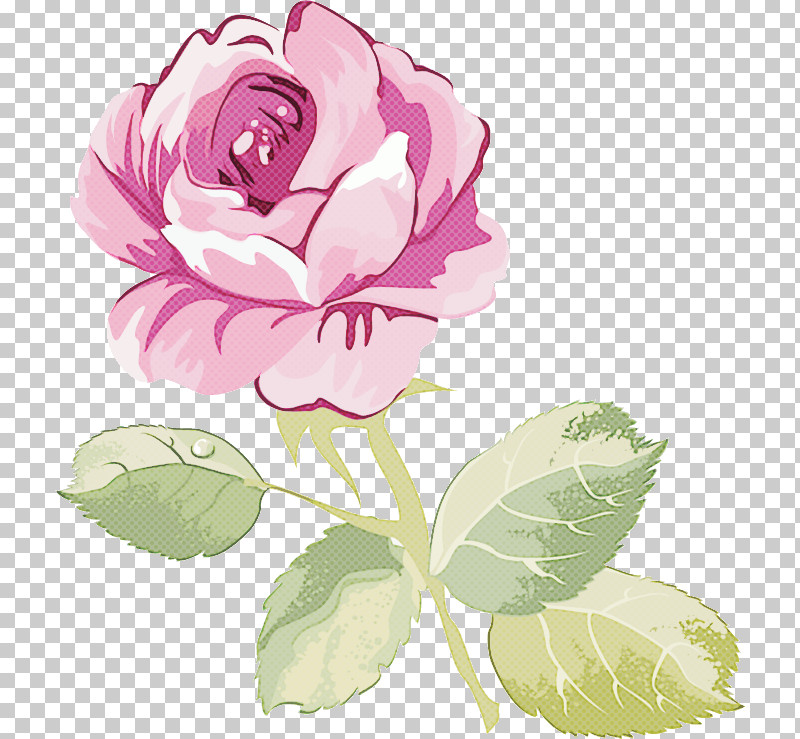 Garden Roses PNG, Clipart, Chinese Peony, Common Peony, Cut Flowers, Flower, Garden Roses Free PNG Download