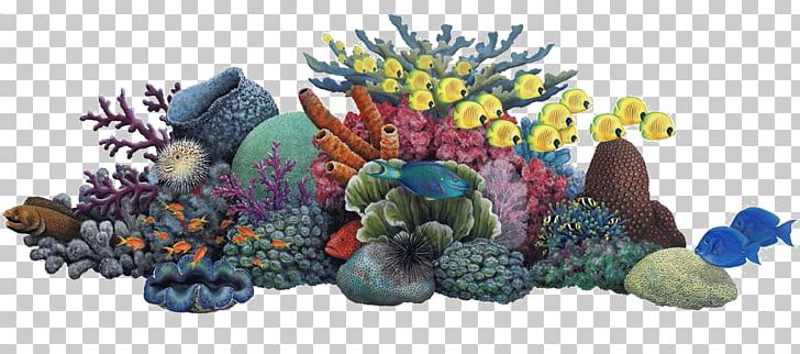 Coral Reef Sea Ocean PNG, Clipart, Aquarium, Aquarium Decor, Background, Background Size, Coral Free PNG Download