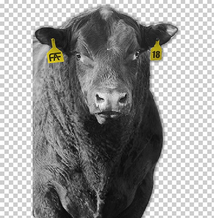 Dairy Cattle Angus Cattle Calf Bull Ox PNG, Clipart, Angus, Angus Cattle, Animals, Black And White, Bull Free PNG Download