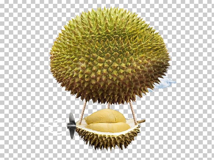 Durio Zibethinus Fruit Food Ingredient Pasta PNG, Clipart, Dooriyan, Durian, Durian Culture, Durio Zibethinus, Food Free PNG Download