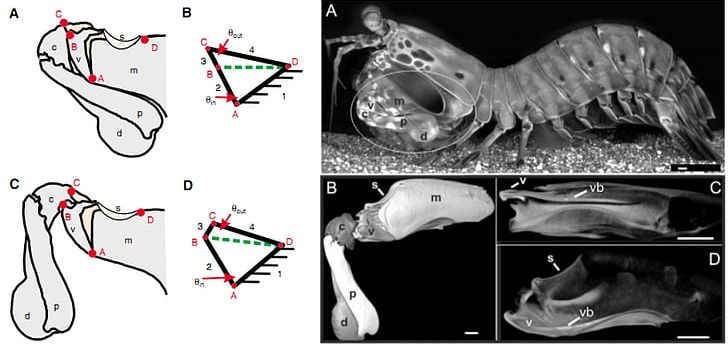 Mantis Shrimp Exoskeleton Arm Odontodactylus Scyllarus PNG, Clipart, Anatomy, Appendage, Arm, Art, Black And White Free PNG Download