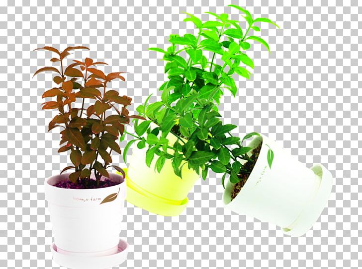 Plant Mint Flowerpot PNG, Clipart, Bonsai, Cosa, Designer, Flow, Herb Free PNG Download