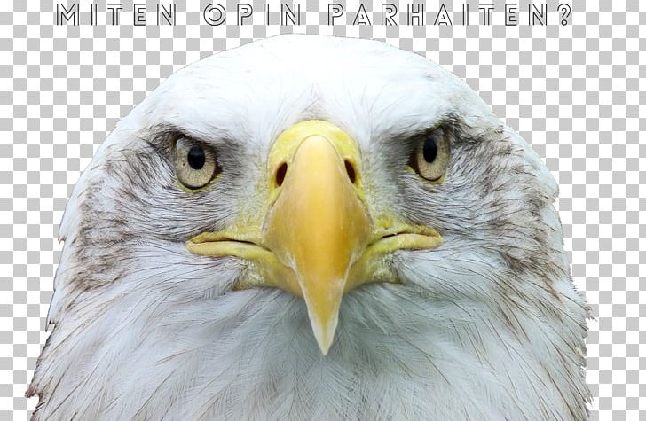 Bird Bald Eagle Desktop 4K Resolution Ultra-high-definition Television PNG, Clipart, 4k Resolution, 8k Resolution, Accipitriformes, Animals, Bald Free PNG Download