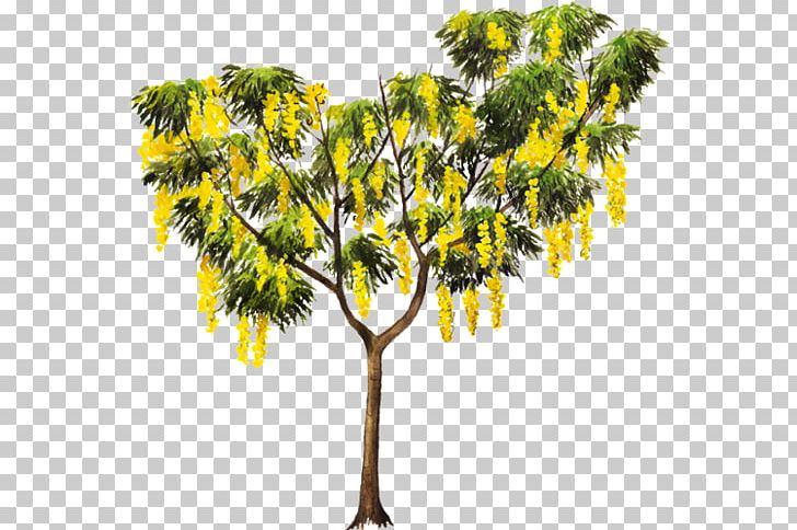 Golden Shower Tree Crown Plant Cassia Javanica PNG, Clipart, Arecales, Bark, Borassus Flabellifer, Branch, Cassia Free PNG Download