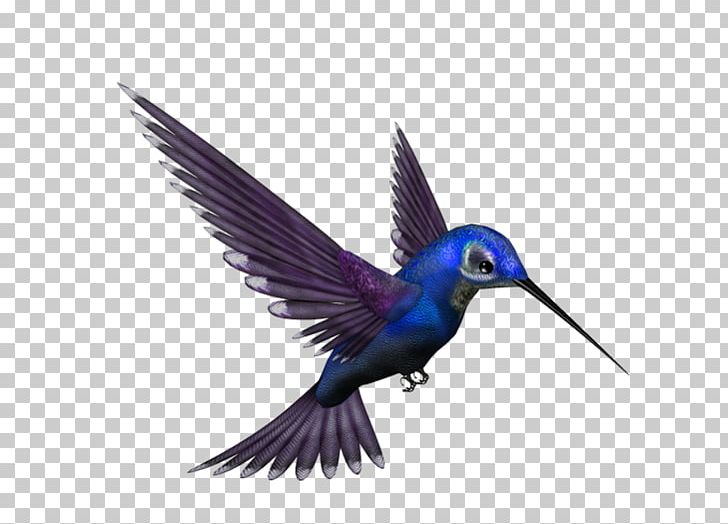 Google Hummingbird PNG, Clipart, Animal, Animals, Beak, Beautiful Sheartail, Bird Free PNG Download