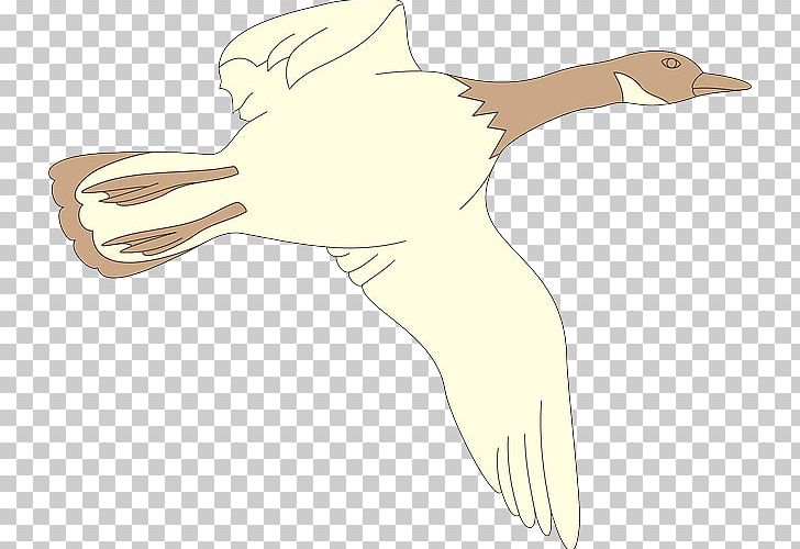 Bird Cygnini Goose Duck PNG, Clipart, Animals, Arm, Beak, Bird, Chicken Free PNG Download