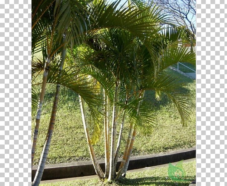 Areca Palm Living Room House Kitchen Png Clipart Arecaceae Areca Palm Living Room House Kitchen Png Clipart Arecaceae Arecales Building Free