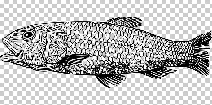 Fish Cretaceous Plesiosauria Drawing Tyrannosaurus PNG, Clipart, Animals, Black And White, Coelacanth, Cretaceous, Dinosaur Free PNG Download