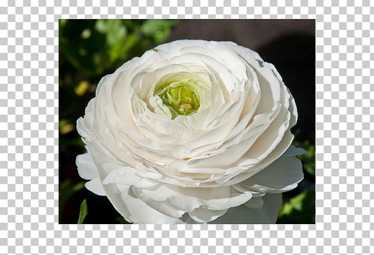 Floribunda Garden Roses Cabbage Rose Floristry Cut Flowers PNG, Clipart, Bulb, Buttercup, Calas, Cut Flowers, Floribunda Free PNG Download