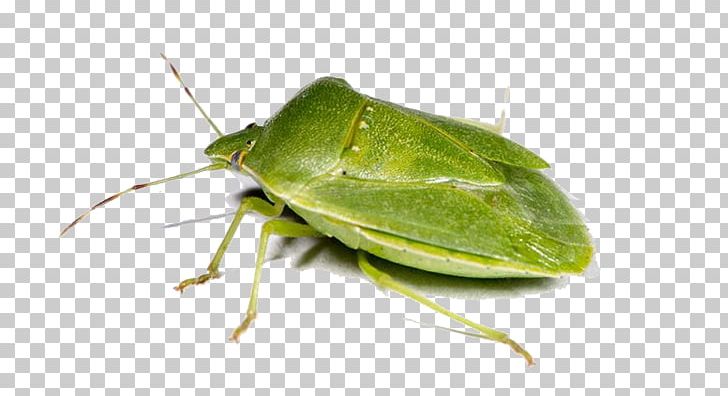 Insect Southern Green Stink Bug Heteroptera PNG, Clipart, Animals, Arthropod, Brown Marmorated Stink Bug, Bug, Cricket Free PNG Download