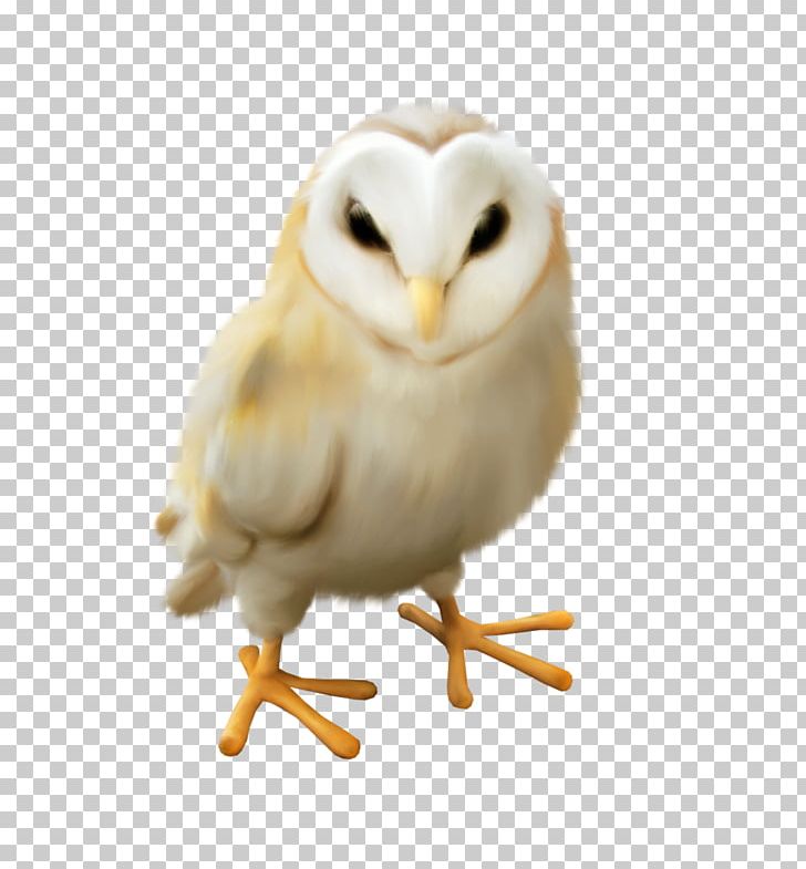 Owl Bird PNG, Clipart, Animal, Animals, Beak, Bird, Bird Of Prey Free PNG Download