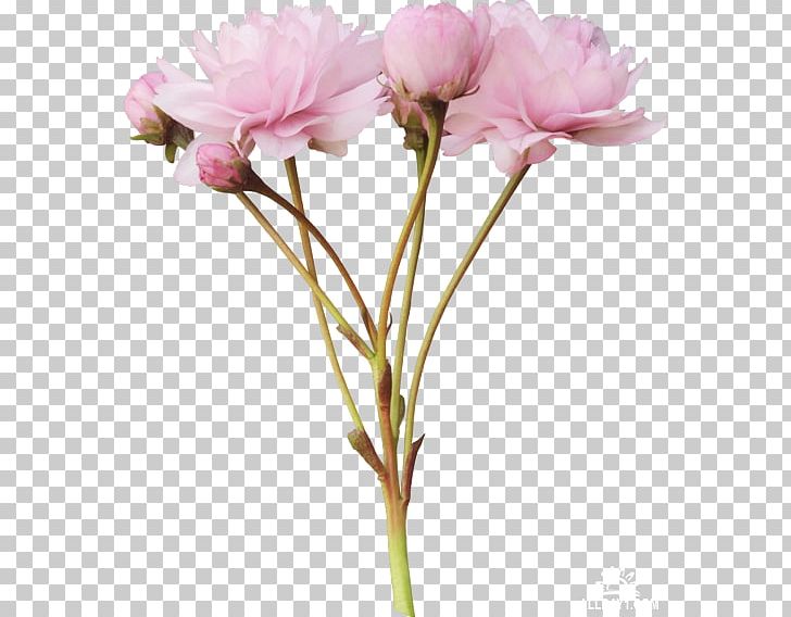 Peony Flower Tulip PNG, Clipart, Artificial Flower, Carnation, Clip Art, Computer, Cut Flowers Free PNG Download