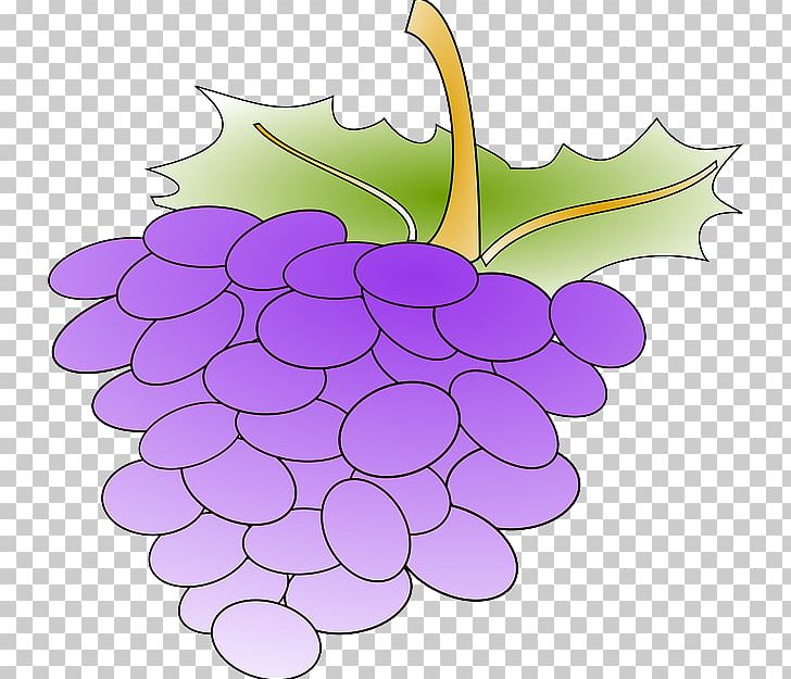 Common Grape Vine Wine Open PNG, Clipart, Berries, Common Grape Vine, Concord Grape, Flower, Flowering Plant Free PNG Download