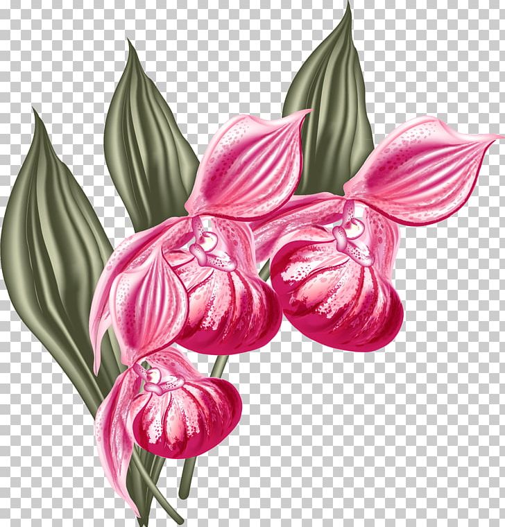 Moth Orchids Graphic Design PNG, Clipart, Amaryllis, Amaryllis Belladonna, Art, Butterfly, Flora Free PNG Download