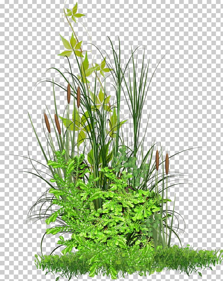 PicsArt Photo Studio Editing PNG, Clipart, Animation, Aquarium Decor, Aquatic Plant, Bushes, Clip Art Free PNG Download