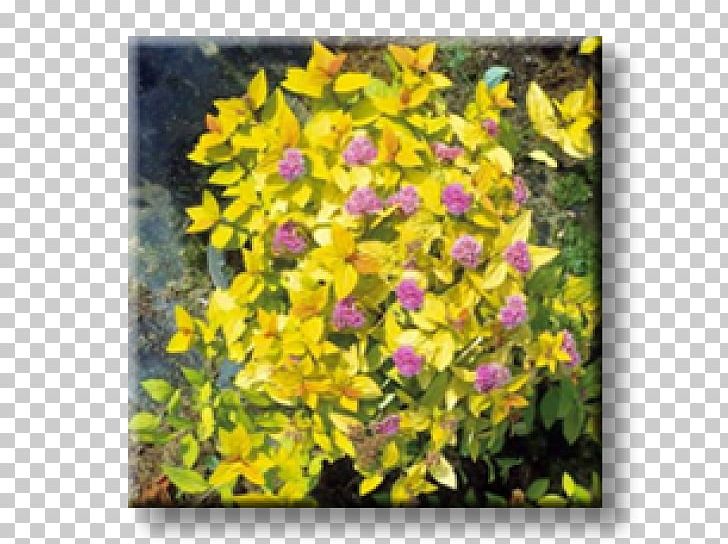Spiraea Japonica Shrub Color Yellow Soil PNG, Clipart, Bridalwreaths, Color, Flora, Flower, Flowering Plant Free PNG Download