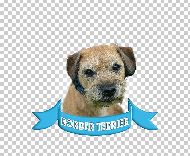 Border Terrier Lakeland Terrier Boston Terrier Bull Terrier Dog Breed PNG, Clipart, Animals, Border Terrier, Boston Terrier, Bull Terrier, Carnivoran Free PNG Download