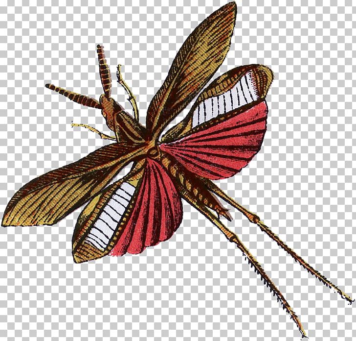 Butterfly Interesting Insects Beetle Moth PNG, Clipart, Animal, Arthropod, Bee, Beetle, Butterfly Free PNG Download