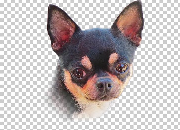 Chihuahua Puppy Companion Dog Dog Breed Toy Dog PNG, Clipart, Animals, Breed, Breeder, Breed Group Dog, Carnivoran Free PNG Download