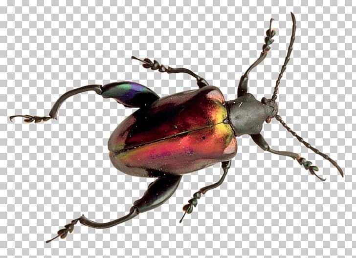 Japanese Rhinoceros Beetle Portable Network Graphics Weevil PNG, Clipart, Animal, Animals, Arthropod, Beetle, Download Free PNG Download