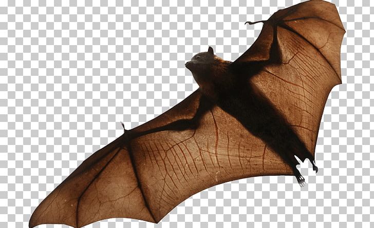 Bat PNG, Clipart, Bat Free PNG Download