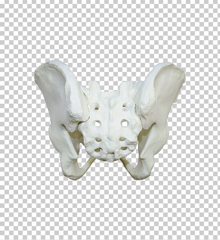 Bone Human Skeleton Anatomy Femur PNG, Clipart, Anatomy, Bone, Cruciate Ligament, Fantasy, Femur Free PNG Download