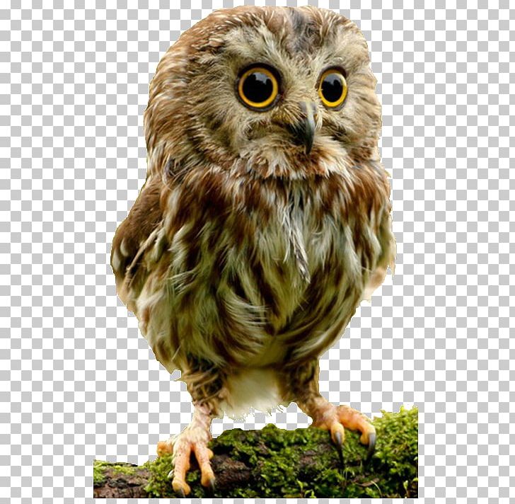Elf Owl Bird Cuteness Infant PNG, Clipart, Animal, Barn Owl, Beak, Bird, Bird Of Prey Free PNG Download